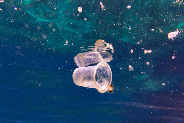 Environmental Issue underwater image of plastic pollution in the Ocean garbage patch One disposable Plastic cup floats in the Ocean. Seemingly harmless, it represents the massive environmental issue that is Global Ocean Pollution. Plastic in the Ocean is said to be one of the largest threats to our ocean ecosystems. Over 8 million tonnes is dumped in the Ocean every year. Discarded, abandoned or obsolete items which become dangerous garbage, is responsible for the deaths of huge amounts of Marine Life every year, through entanglement and consumption. Image obtained whilst scuba diving at Ko Haa, Andaman sea, Krabi Province, Thailand. Taken using Sony mirrorless camera in underwater housing, with Inon Z330 strobe lighting. plastic marine life stock pictures, royalty-free photos & images