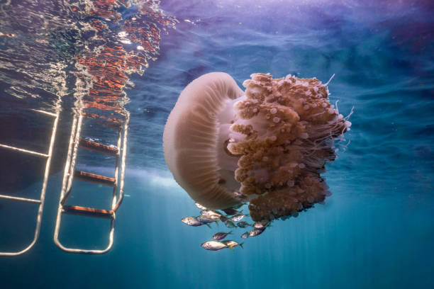 medusa común (thysanostoma thysanura) nadando cerca de barco - white spotted jellyfish fotos fotografías e imágenes de stock