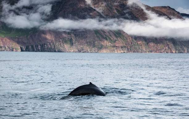 istock whale tale in iceland 1073172374