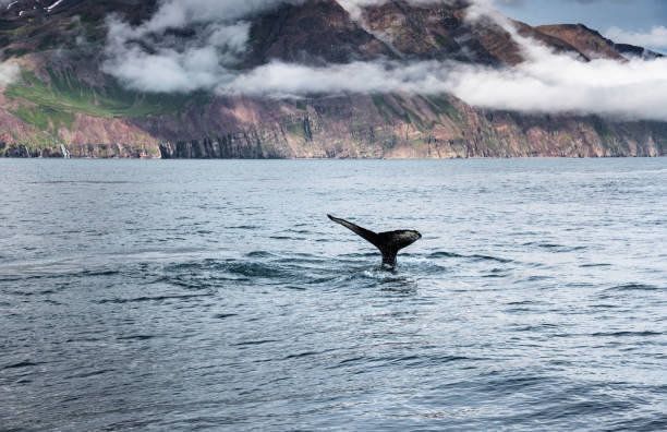 istock whale tale in iceland 1073172730