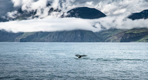 whale tale in iceland whale tale in iceland iceland whale stock pictures, royalty-free photos & images