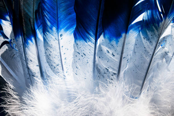 Blue and white Native American Indian feathers . This is a close up photo of an Indian headdress.  I used special lighting to bring out the blue colors and white feather textures. headdress stock pictures, royalty-free photos & images