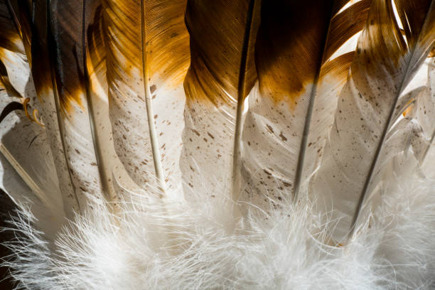 istock Native American Indian feathers in brown and white. 1073180460