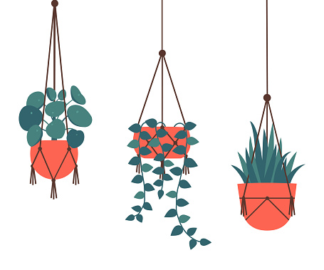 Set of decorative hanging houseplants isolated on white background. Bundle of trendy macrame hangers for plants growing in pots (pilea, string of pearls, planthanger) Cartoon flat vector illustration.