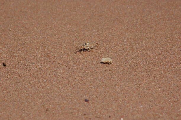 istock crabs in the sea 1073181856