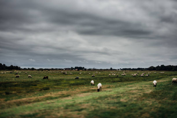 istock Meadow with sheeps on a grey cloudy cold day / Hiddensee/ Germany 1073184574