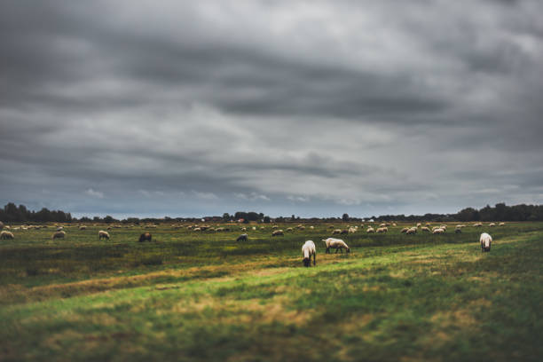 istock Meadow with sheeps on a grey cloudy cold day / Hiddensee/ Germany 1073185326