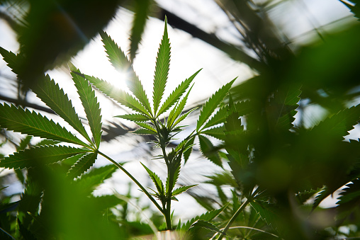 Cannabis plant thrives by the sun