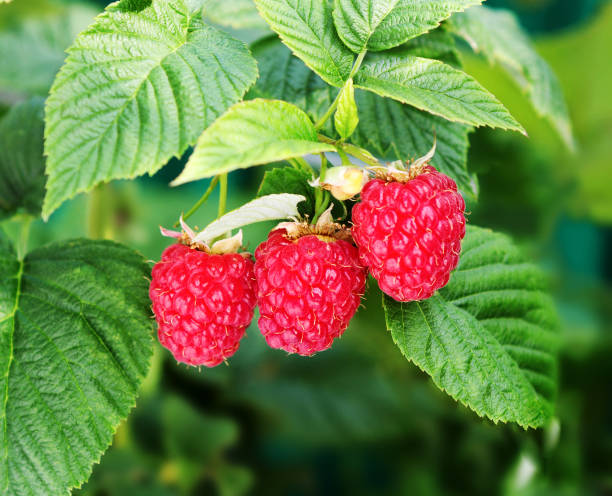 istock Raspberry bush plant. Branch of ripe raspberrie 1073185452