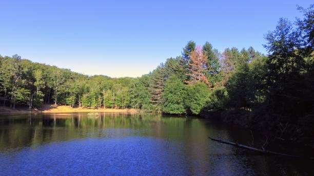 istock foresta cutino d'umbra gargano (FG)italy 1073191412