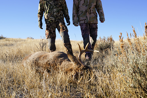 Two hunters find their shot deer while on a deer hunt, in the field and prepare for processing
