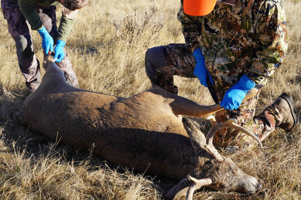 dos cazadores de ciervos machos preparan la piel, vestido y procesar el tiro venado en el campo - carne de caza fotografías e imágenes de stock