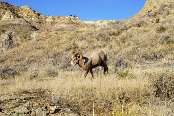 istock Male ram Bighorn sheep stares into the camera as he walks by. 1073201416