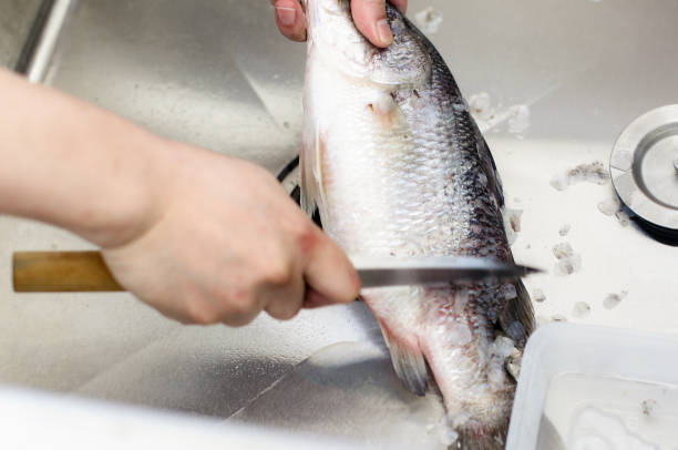 istock Gutting and cleaning fresh fish in kitchen sink, preparing fish 1073208290