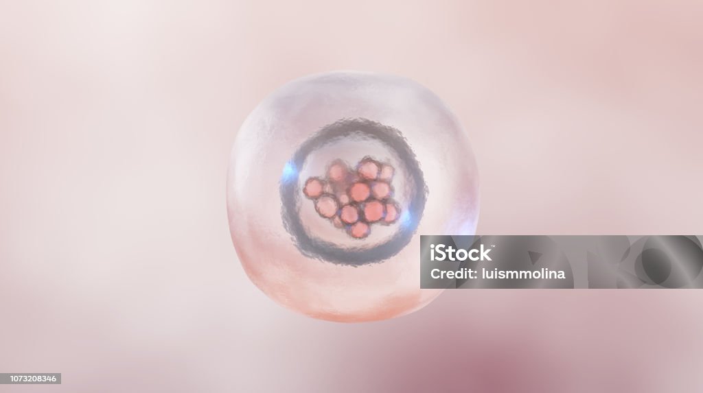 Morula, early-stage embryo Human Embryo Stock Photo