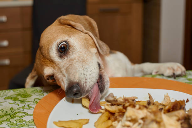 bezczelny pies kradnie resztki jedzenia – zdjęcie