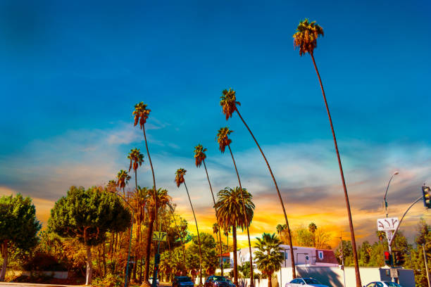 istock Palm trees in Los Angeles at sunset 1073210854