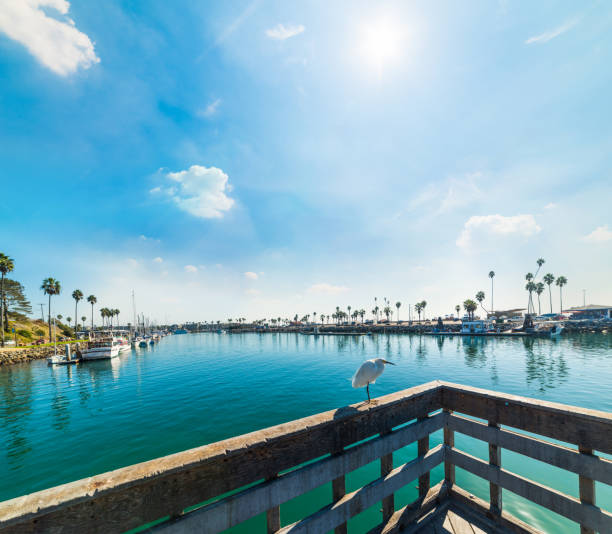 istock White heron on Oceanside harbor on a sunny day 1073211598