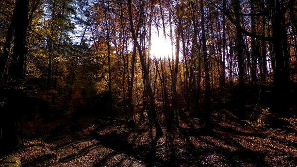 istock Autumn forest in sunny day, Poland. 1073212346