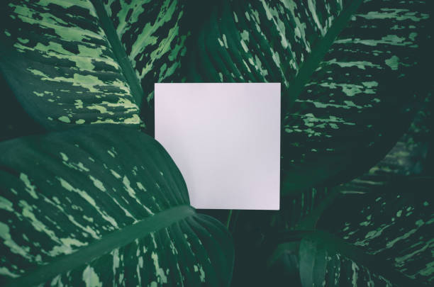 istock Beautiful greenery leaf in forest with blank white space.nature background 1073215992