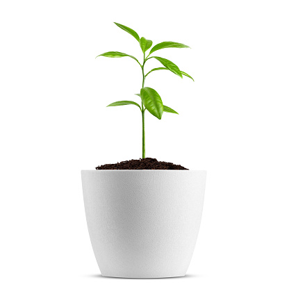 Young plant in pot isolated on the white background, clipping path, full depth of field