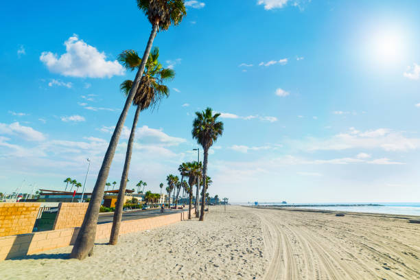 istock Palm trees on the sand in Oceanside beach 1073216832
