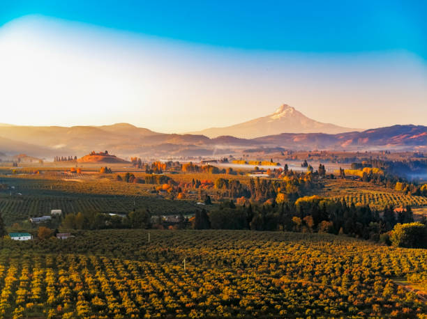 alba autunnale del monte hood con nebbia che sorge nei vigneti e nei frutteti circostanti - mt hood national park foto e immagini stock