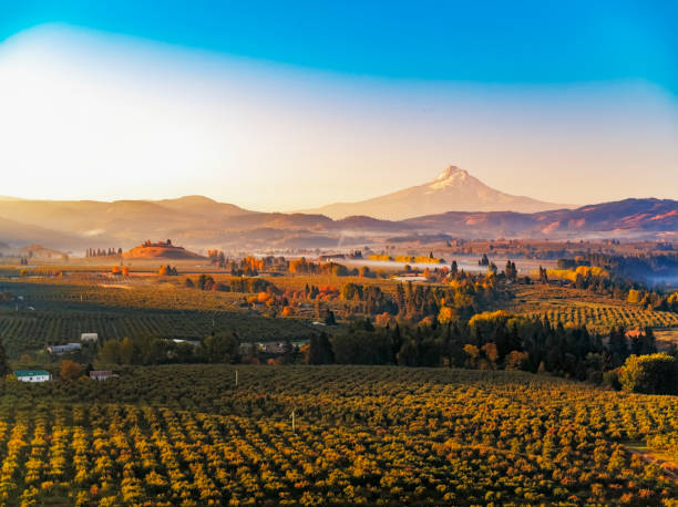 Autumn sunrise of Mt Hood with mist rising in the surrounding vineyards and fruit orchards Autumn sunrise of Mt Hood with mist rising in the surrounding vineyards and fruit orchards mt hood stock pictures, royalty-free photos & images