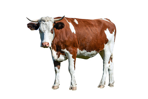 Young spotted white-brown dairy cow isolated on a white background
