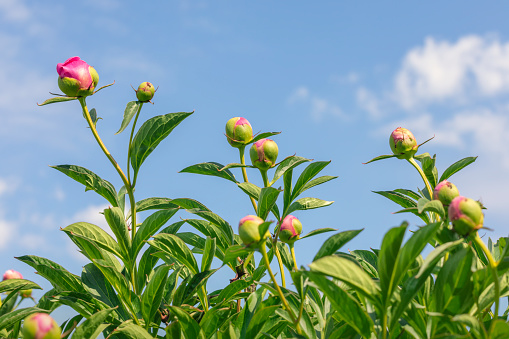 Peony buds in a garden on a summer day.