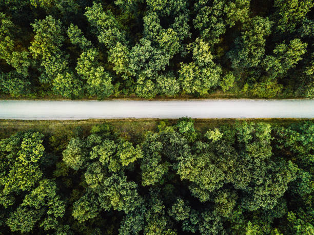 Asphalt road through the wood