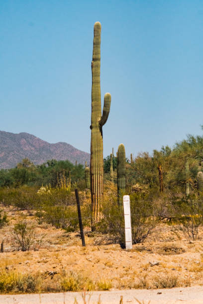 istock desert landscape with cactus 1073225660