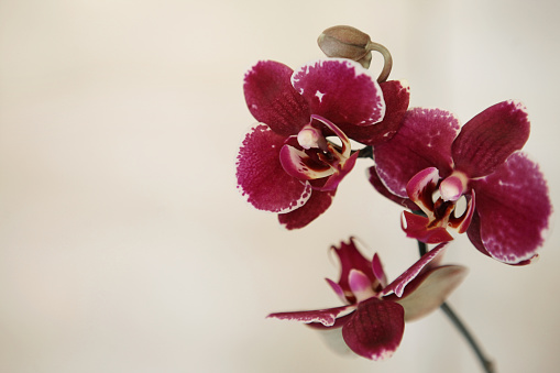 Red Orchid flower on white background
