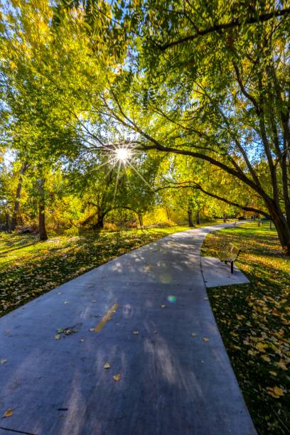 Cottonwood trees alongside of the Boise River in Boise, Idaho Boise River greenbelt in downtown Boise Idaho boise river stock pictures, royalty-free photos & images