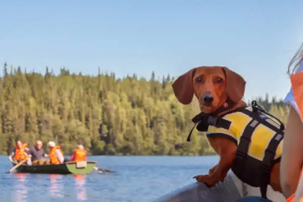 Photo of Active health dog boat blue sea safe sunlight summer travelling