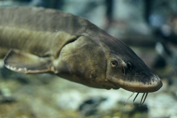 Sturgeon portrait, Side View of Sturgeon Fish, Freshwater Fishes in Aquarium glass - material, nature, fish, undersea, water, aquarium sturgeon fish stock pictures, royalty-free photos & images