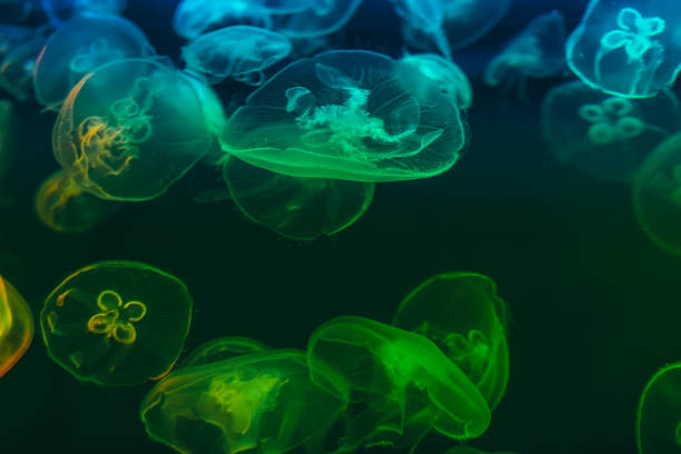 istock Close-up of jellyfishes 1073237678