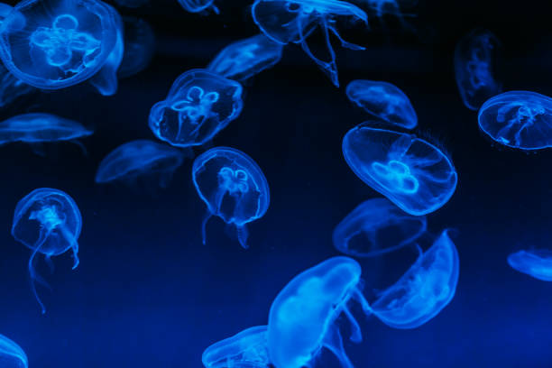 istock Close-up of jellyfishes 1073237684