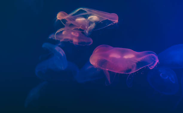 istock Close-up of jellyfishes 1073237690
