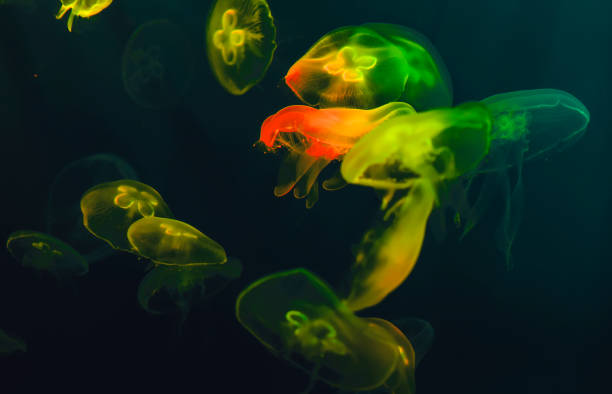 istock Close-up of jellyfishes 1073237706