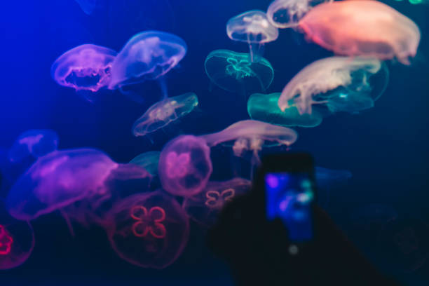 istock Jellyfish in aquarium 1073237756