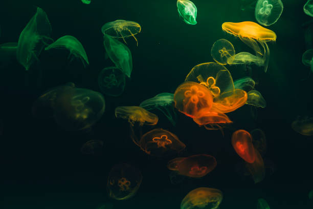 istock Jellyfish in aquarium 1073238064