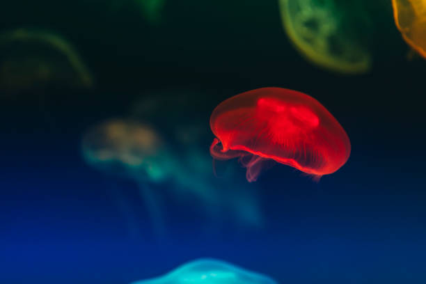 istock Close-up of jellyfishes 1073238066