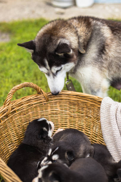 istock siberian husky mother and puppies 1073238442