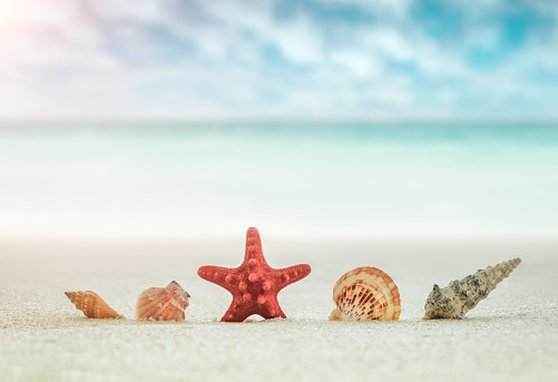 Conchas y estrellas de mar rojo en la playa de arena en el fondo borroso de mar azul y cielo azul con nubes blancas, concepto de vacaciones de vacaciones photo