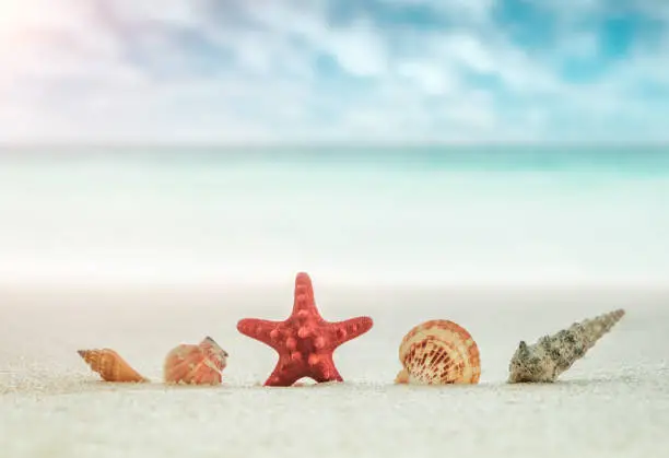 ea shells and red Starfish on sand Beach on  blurred background of azure sea and blue sky with white clouds, vacation holidays concept