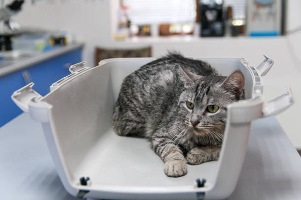 istock frightened cat in a transport at a reception in a veterinary clinic 1073241192