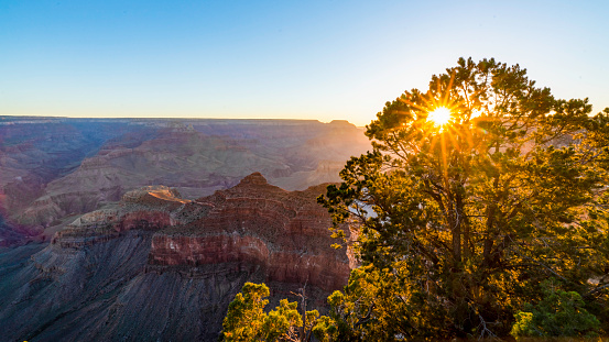 Morning sunlight behind the tree at Mather view point, Grand Canyon, Arizona, USA