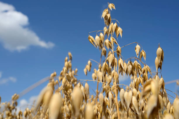 istock Ripe oat under blue sky, close-up 1073254192