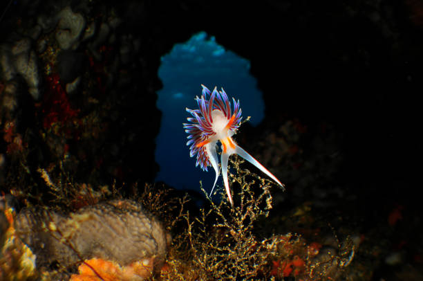 istock Underwater Sea Life 1073255058
